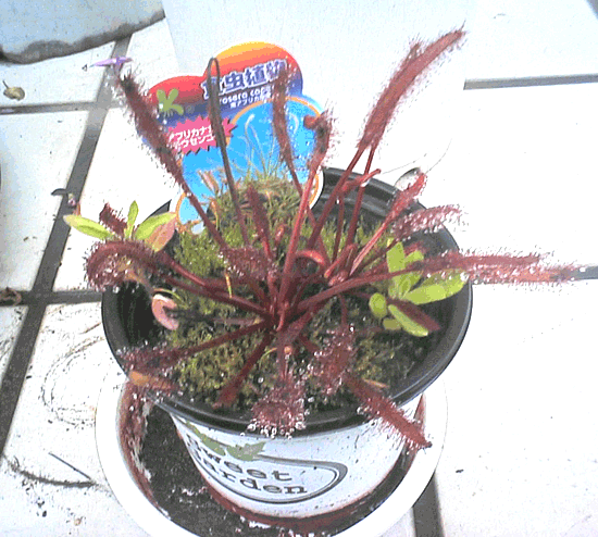 ���E�Z���S�P�̊g��ʐ^