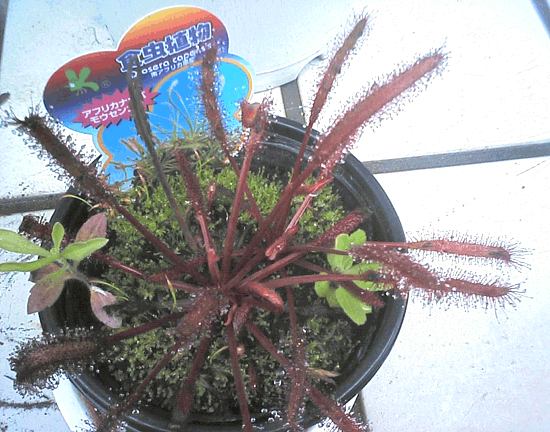 ���E�Z���S�P�̊g��ʐ^