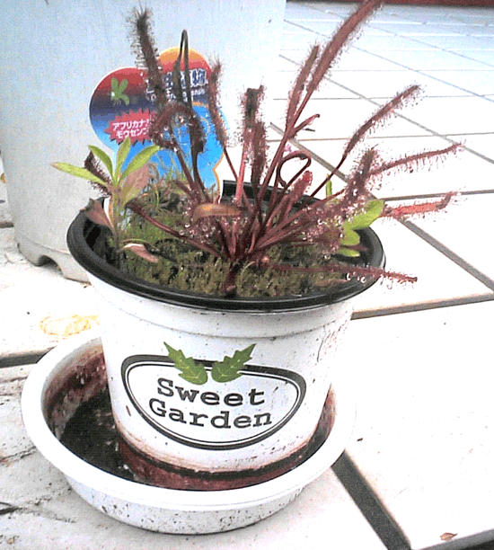 ���E�Z���S�P�̊g��ʐ^