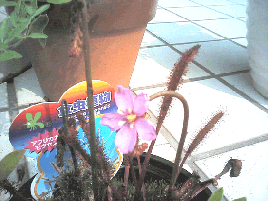 ���E�Z���S�P�̊g��ʐ^