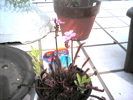 ���E�Z���S�P�̊g��ʐ^