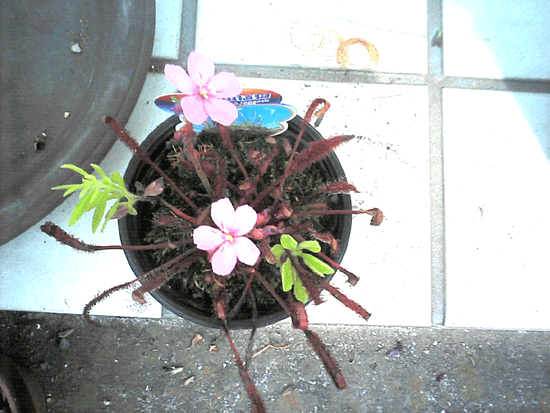 ���E�Z���S�P�̊g��ʐ^