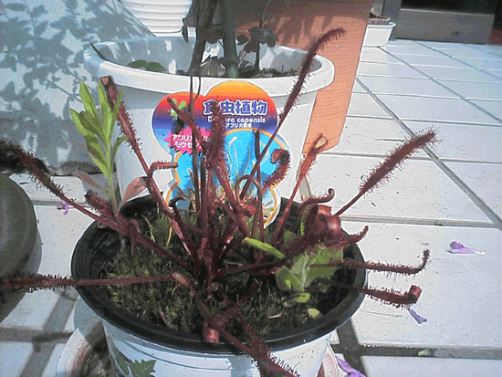 ���E�Z���S�P�̊g��ʐ^