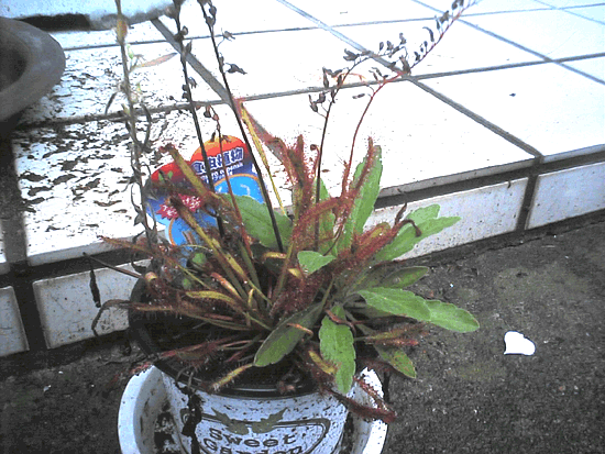 ���E�Z���S�P�̊g��ʐ^